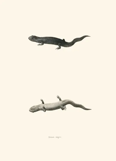 Triton nigra by John Edwards Holbrook, 1842 — digital art print download