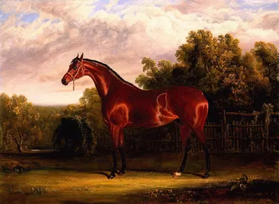 Negotiator, a Bay Horse in a Landscape. by Джон Фредерик Херринг-старший, 1826 — digital art print download