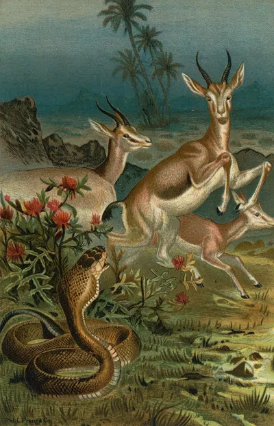 African Cobra, or Haje, and Gazelles. by John George Wood, 1898 — digital art print download