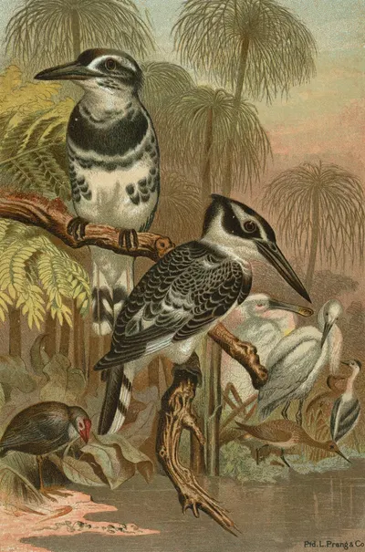 Black and White Kingfisher. by John George Wood, 1898 — digital art print download