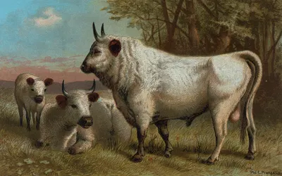 Chillingham Cattle. by John George Wood, 1898 — digital art print download