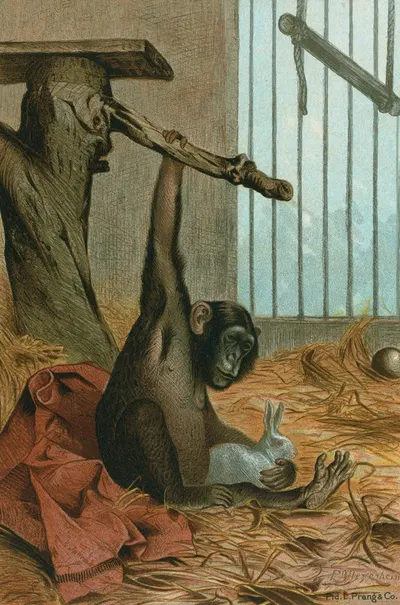 Chimpanzee. by John George Wood, 1898 — digital art print download