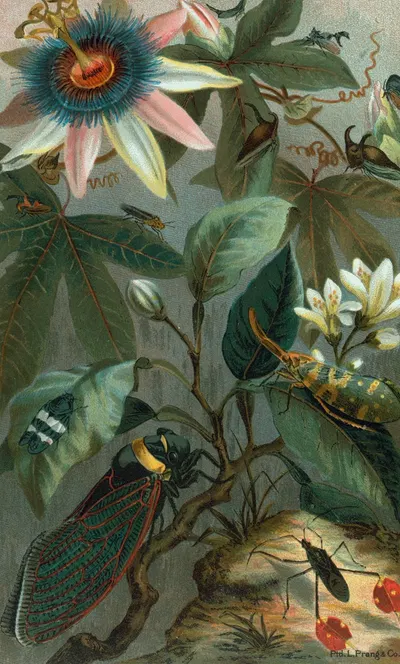 Cicadae, Lantern-Fly, etc. by John George Wood, 1898 — digital art print download
