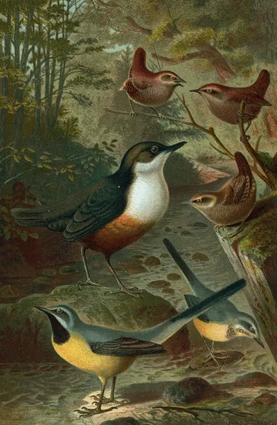 Dipper, Wagtails and Wrens. by John George Wood, 1898 — digital art print download