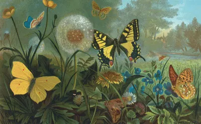 Erycinids by John George Wood, 1898 — digital art print download
