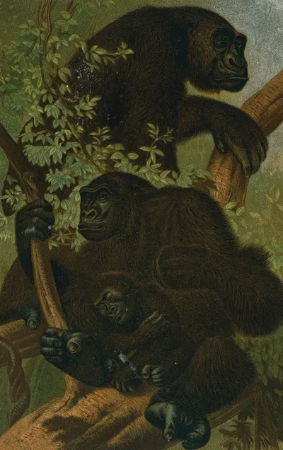 Gorilla. by John George Wood, 1898 — digital art print download