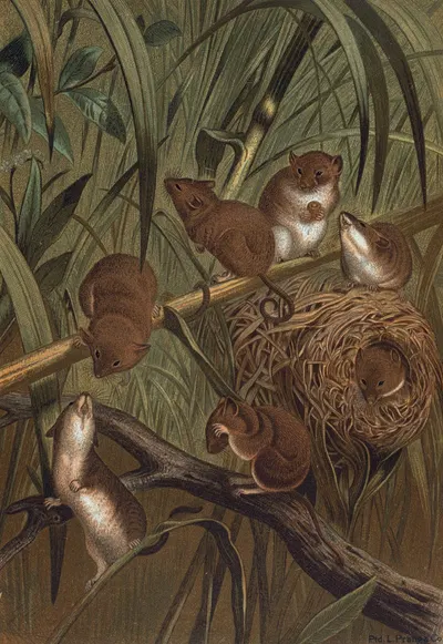 Harvest Mouse. by John George Wood, 1898 — digital art print download