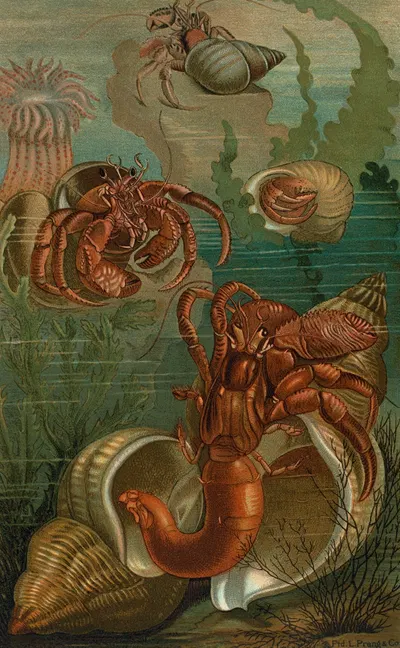Hermit-Crabs. by John George Wood, 1898 — digital art print download