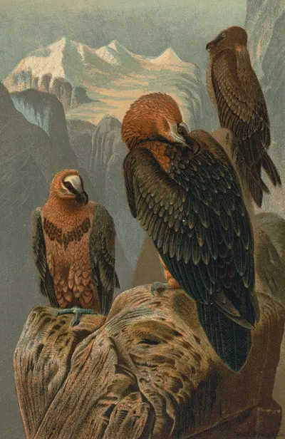 Lammergeyer by John George Wood, 1898 — digital art print download