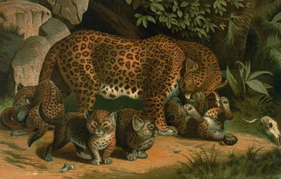 Leopard. by John George Wood, 1898 — digital art print download