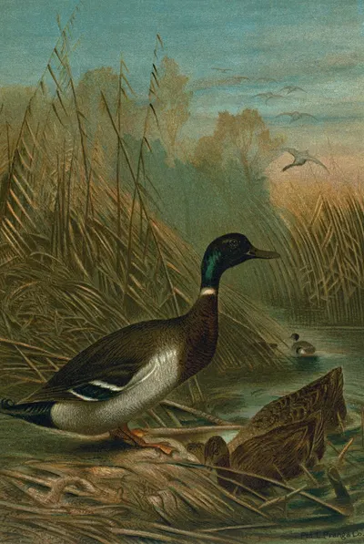 Mallard Duck. by John George Wood, 1898 — digital art print download