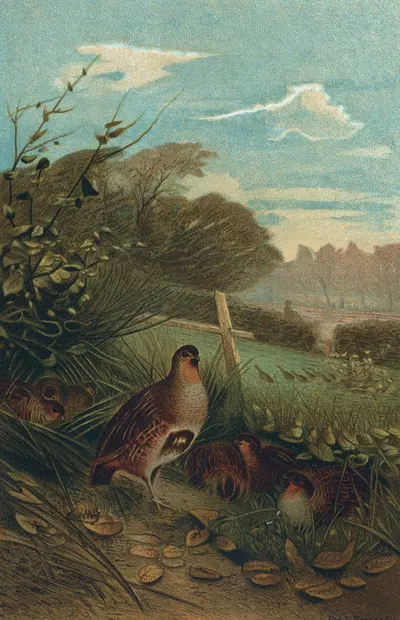 Partridge by John George Wood, 1898 — digital art print download