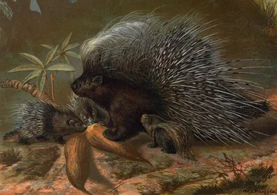 Porcupine. by John George Wood, 1898 — digital art print download