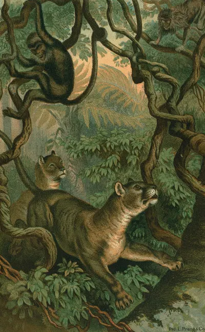 Puma by John George Wood, 1898 — digital art print download