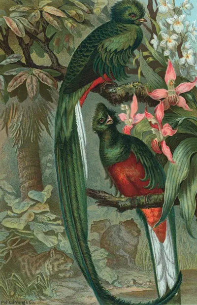 Resplendent Trogon. by John George Wood, 1898 — digital art print download