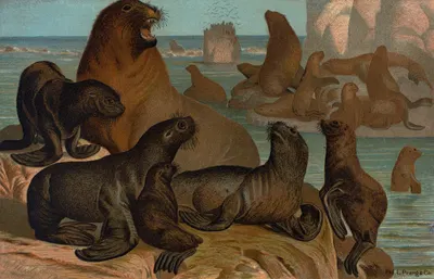 Sea Lion. by John George Wood, 1898 — digital art print download