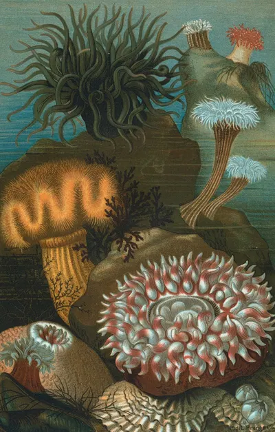Sea-Anemones. by John George Wood, 1898 — digital art print download