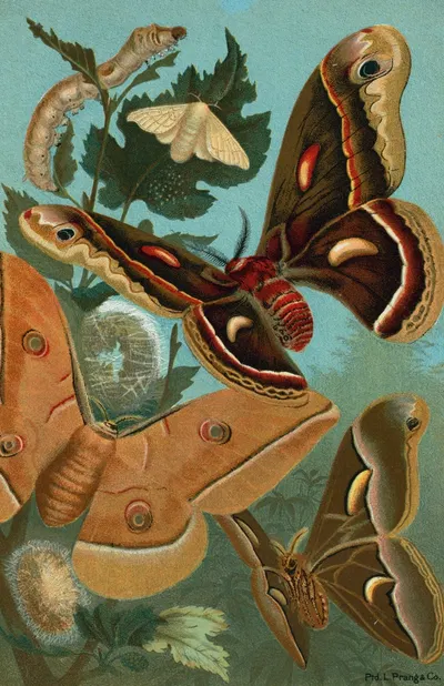 Silk-Worm, and Moths. by John George Wood, 1898 — digital art print download