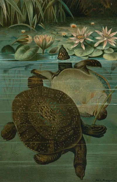Soft Turtles. by John George Wood, 1898 — digital art print download