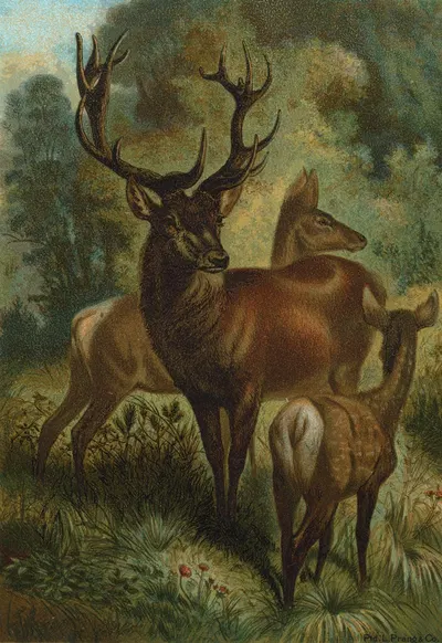 Stag, or Red Deer. by John George Wood, 1898 — digital art print download