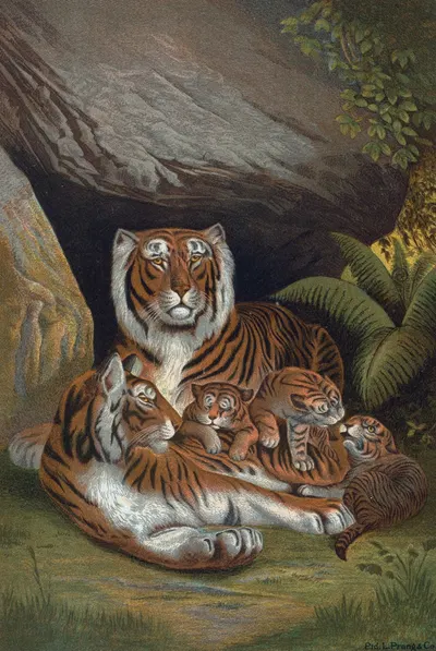 Tiger by John George Wood, 1898 — digital art print download