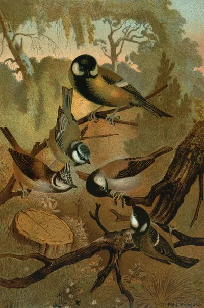 Titmice by John George Wood, 1898 — digital art print download