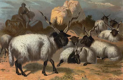 Wallachian Sheep. by John George Wood, 1898 — digital art print download