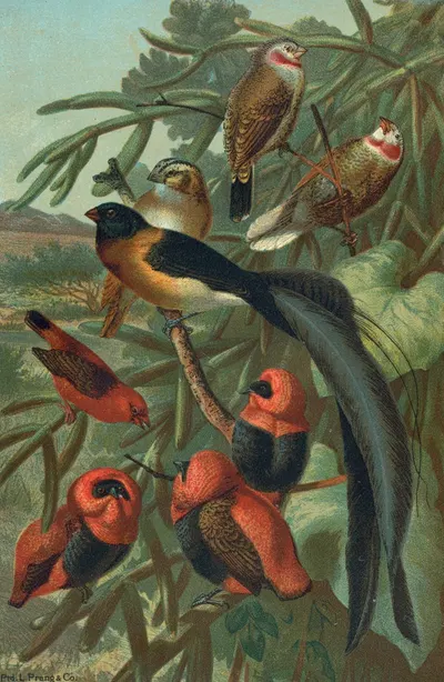 Weaver Birds. by John George Wood, 1898 — digital art print download