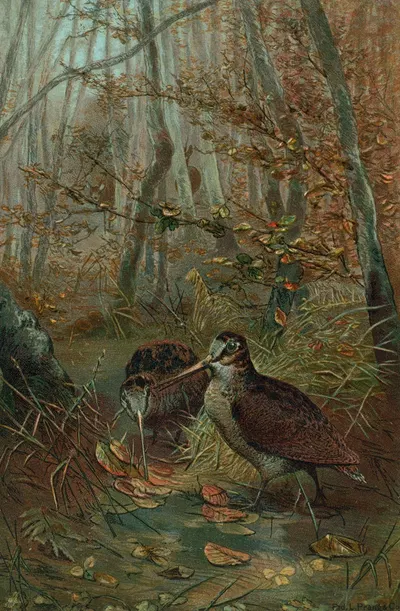 Woodcock. by John George Wood, 1898 — digital art print download