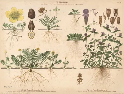 Silverweed, goose grass, Self-heal by Knut Quelprud, 1913 — digital art print download