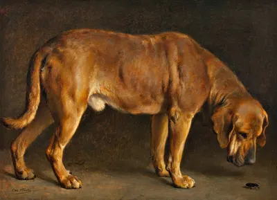 A Broholmer dog looking at a stag beetle by Otto Bache, 1871 — digital art print download