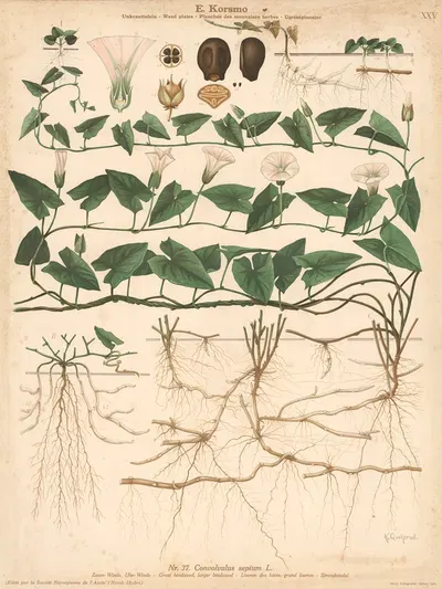 Great bindweed, larger bindweed by Knut Quelprud, 1913 — digital art print download