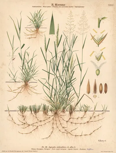 Fiorin, marsh bent-grass by Knut Quelprud, 1913 — digital art print download