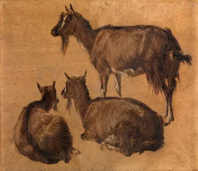 Goats by Андре Плюмо — digital art print download