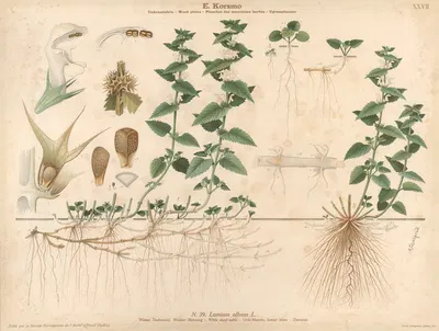 White dead-nettle by Knut Quelprud, 1913 — digital art print download