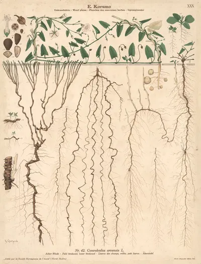 Field bindweed, lesser bindweed by Knut Quelprud, 1913 — digital art print download