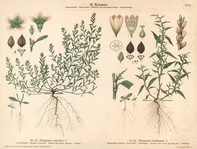 Knotgrass, knotweed, Waterpepper by Knut Quelprud, 1913 — digital art print download