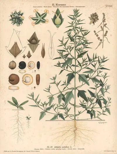 Common orache, spreading orache by Knut Quelprud, 1913 — digital art print download