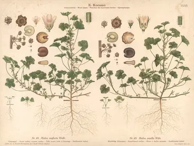 Dwarf mallow, common mallow, Round-leaved mallow by Knut Quelprud, 1913 — digital art print download