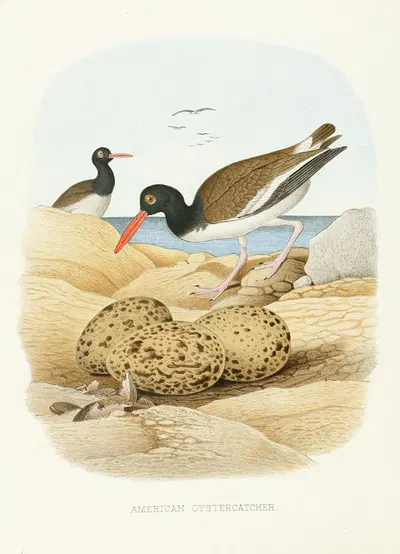 American Oystercatcher by Edwin L. Sheppard, 1882 — digital art print download