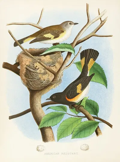 American Redstart by Edwin L. Sheppard, 1882 — digital art print download