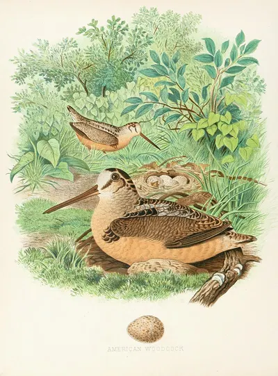 American Woodcock by Edwin L. Sheppard, 1882 — digital art print download