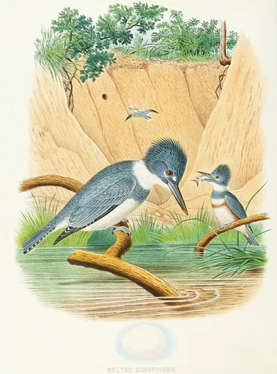 Belted Kingfisher by Edwin L. Sheppard, 1882 — digital art print download
