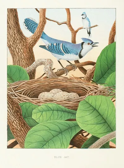 Blue Jay by Edwin L. Sheppard, 1882 — digital art print download