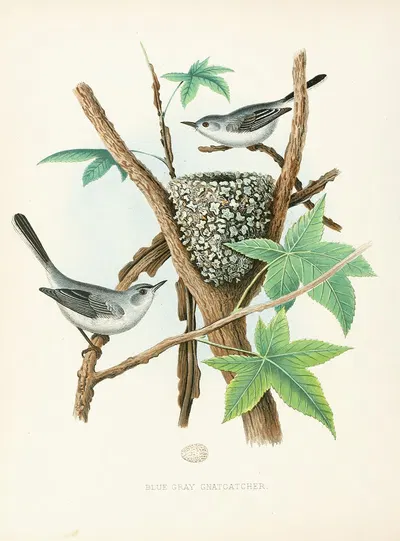Blue-gray Gnatcatcher by Edwin L. Sheppard, 1882 — digital art print download