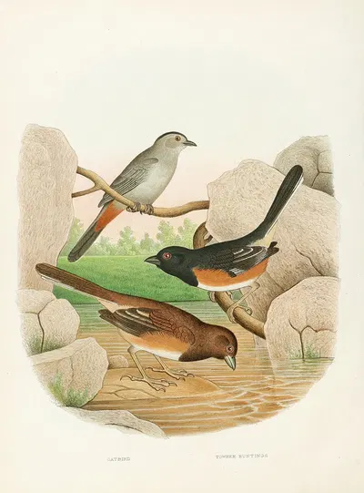 Catbird, Towhee Buntings by Edwin L. Sheppard, 1882 — digital art print download