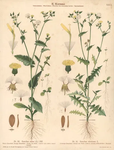 Prickly sow thistle, Annual sow thistle by Knut Quelprud, 1913 — digital art print download