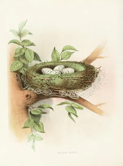 Cedar-Bird by Edwin L. Sheppard, 1882 — digital art print download