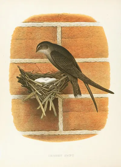 Chimney Swift by Edwin L. Sheppard, 1882 — digital art print download