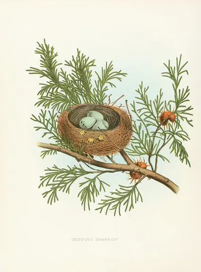 Chipping Sparrow by Edwin L. Sheppard, 1882 — digital art print download